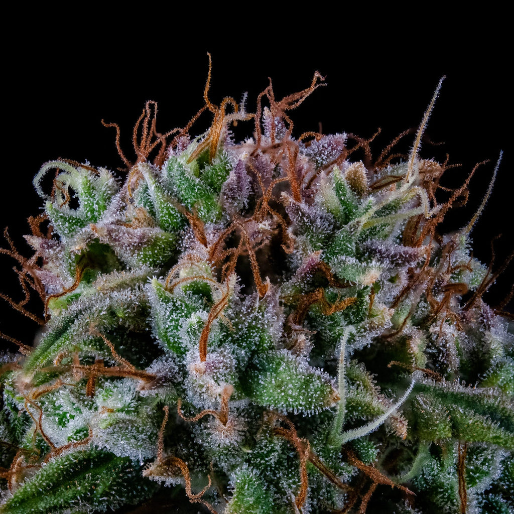 MEPHISTO GENETICS autofiorente Reserva ALIEN x TRIANGLE 3 semi + 2 semi free