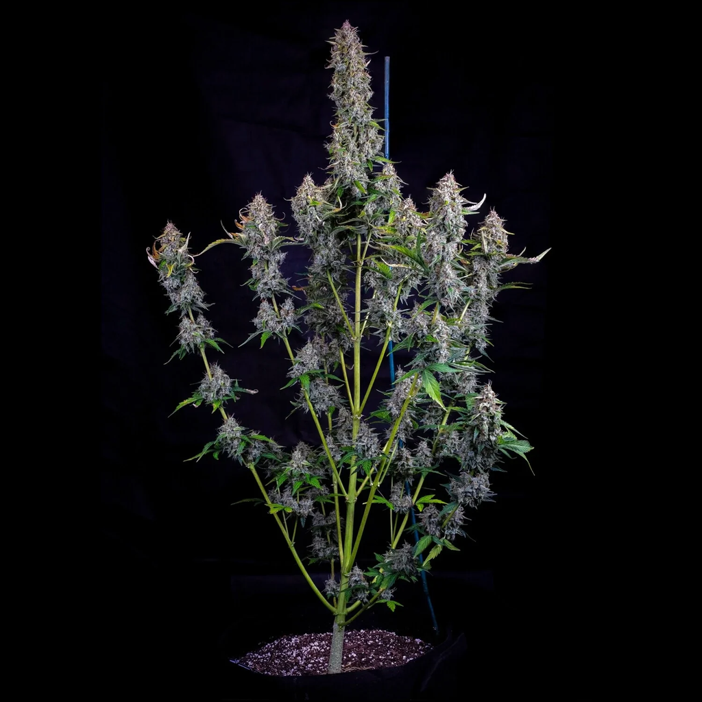 MEPHISTO GENETICS autofiorente Reserva DODGY JAMMERS 3 semi + 2 semi free