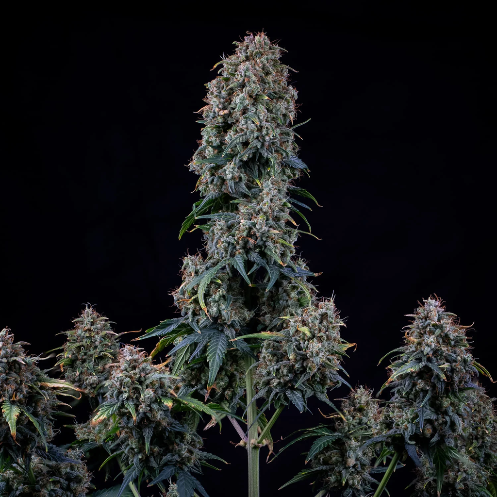MEPHISTO GENETICS autofiorente Reserva ALIEN x TRIANGLE 3 semi + 2 semi free