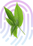 EYBNA terpeni CREA LA TUA FORMULA dai spazio ai tuoi gusti