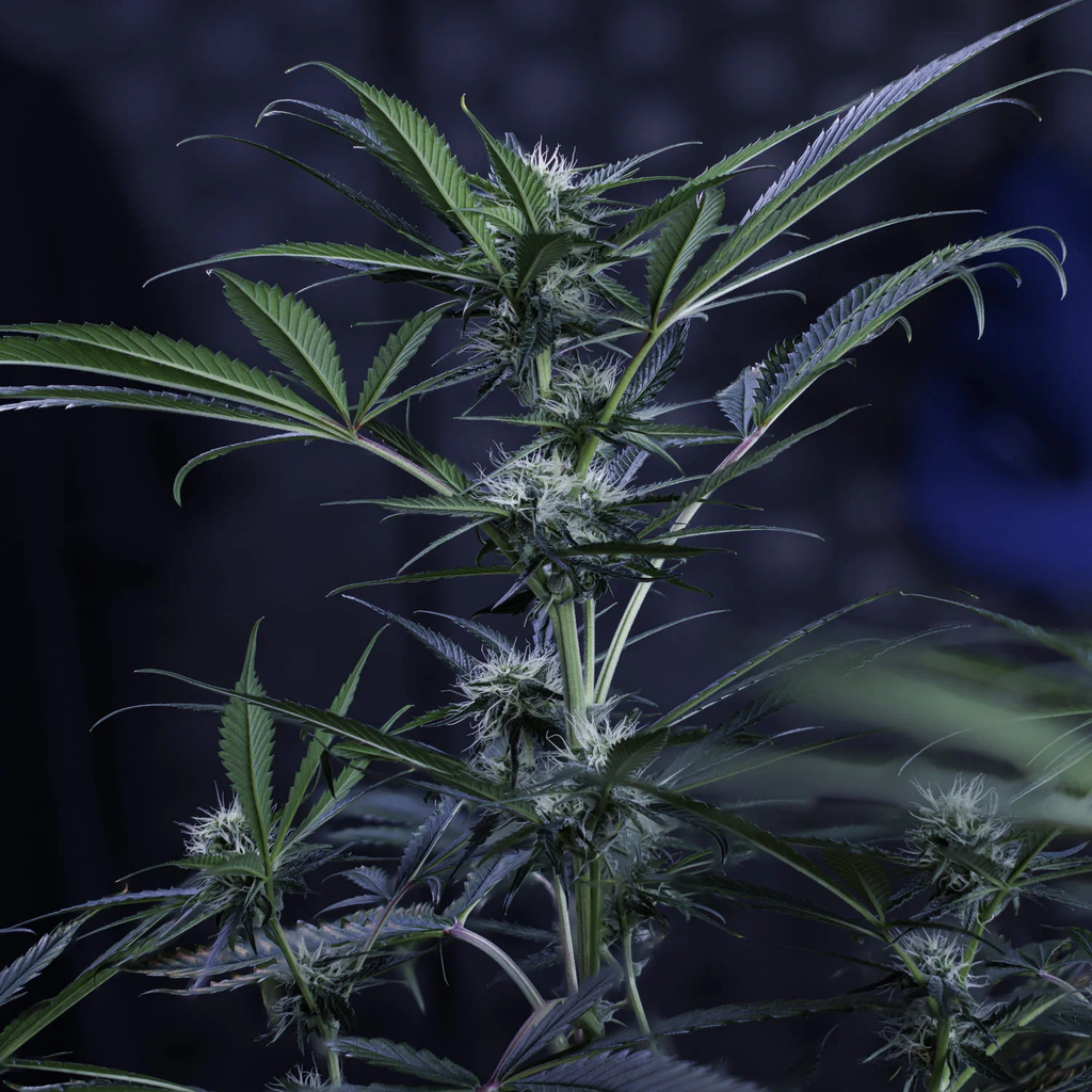 MEPHISTO GENETICS autofiorente Artisanals 3 BEARS OG 3 semi + 2 semi free