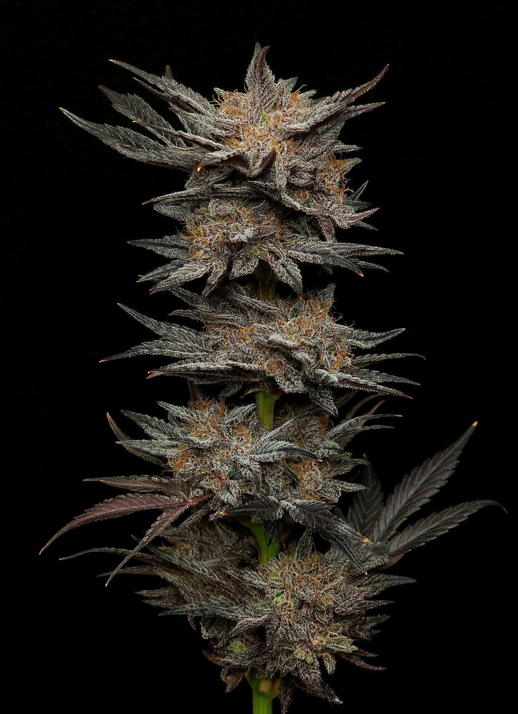 MEPHISTO GENETICS autofiorente Reserva MEPHISTO'S GRAPE CRUSH 3 semi + 2 semi free