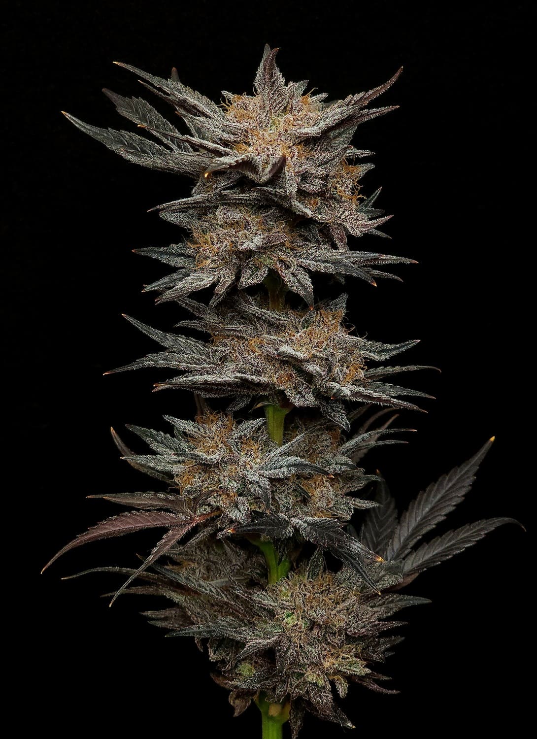 MEPHISTO GENETICS autofiorente Reserva MEPHISTO'S GRAPE CRUSH 3 semi + 2 semi free