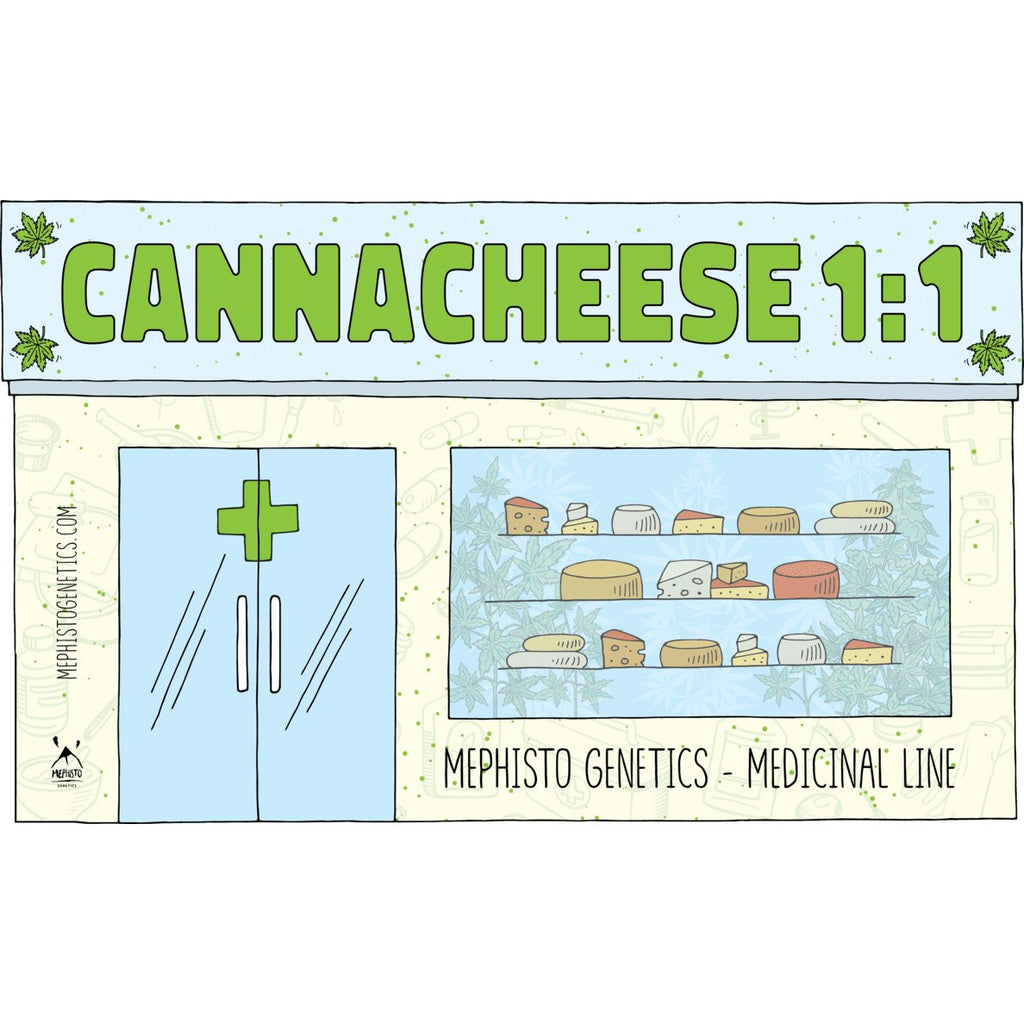 MEPHISTO GENETICS autofiorente CBD 1:1  Medicinal CANNA-CHEESE 3 semi + 2 semi free