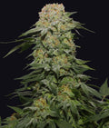 Indica femm - TROPICAL RAIN original edition - The Grateful Seeds