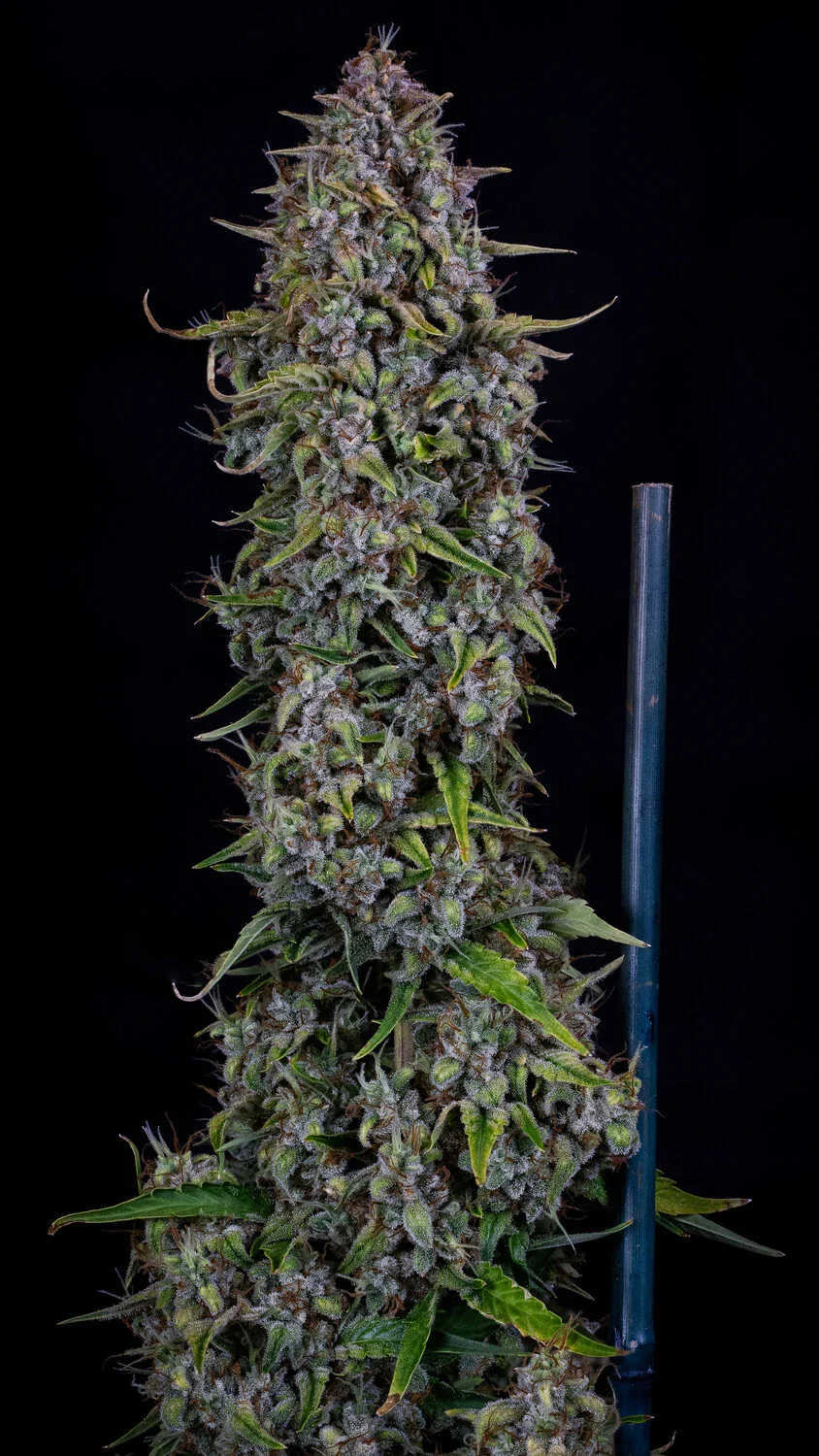 MEPHISTO GENETICS autofiorente Reserva DODGY JAMMERS 3 semi + 2 semi free