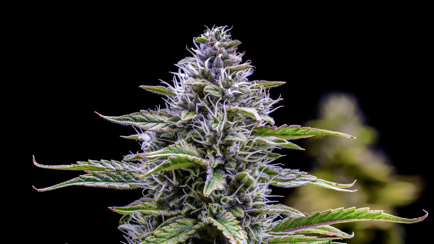 MEPHISTO GENETICS autofiorente CBD 1:1  Medicinal CANNA-CHEESE 3 semi + 2 semi free