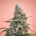MEPHISTO GENETICS autofiorente CBD 1:1  Medicinal CANNA-CHEESE 3 semi + 2 semi free