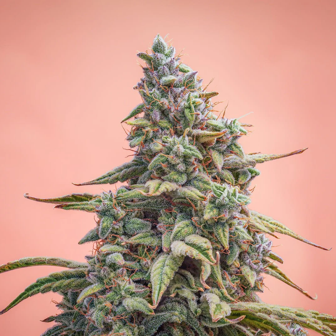 MEPHISTO GENETICS autofiorente CBD 1:1  Medicinal CANNA-CHEESE 3 semi + 2 semi free