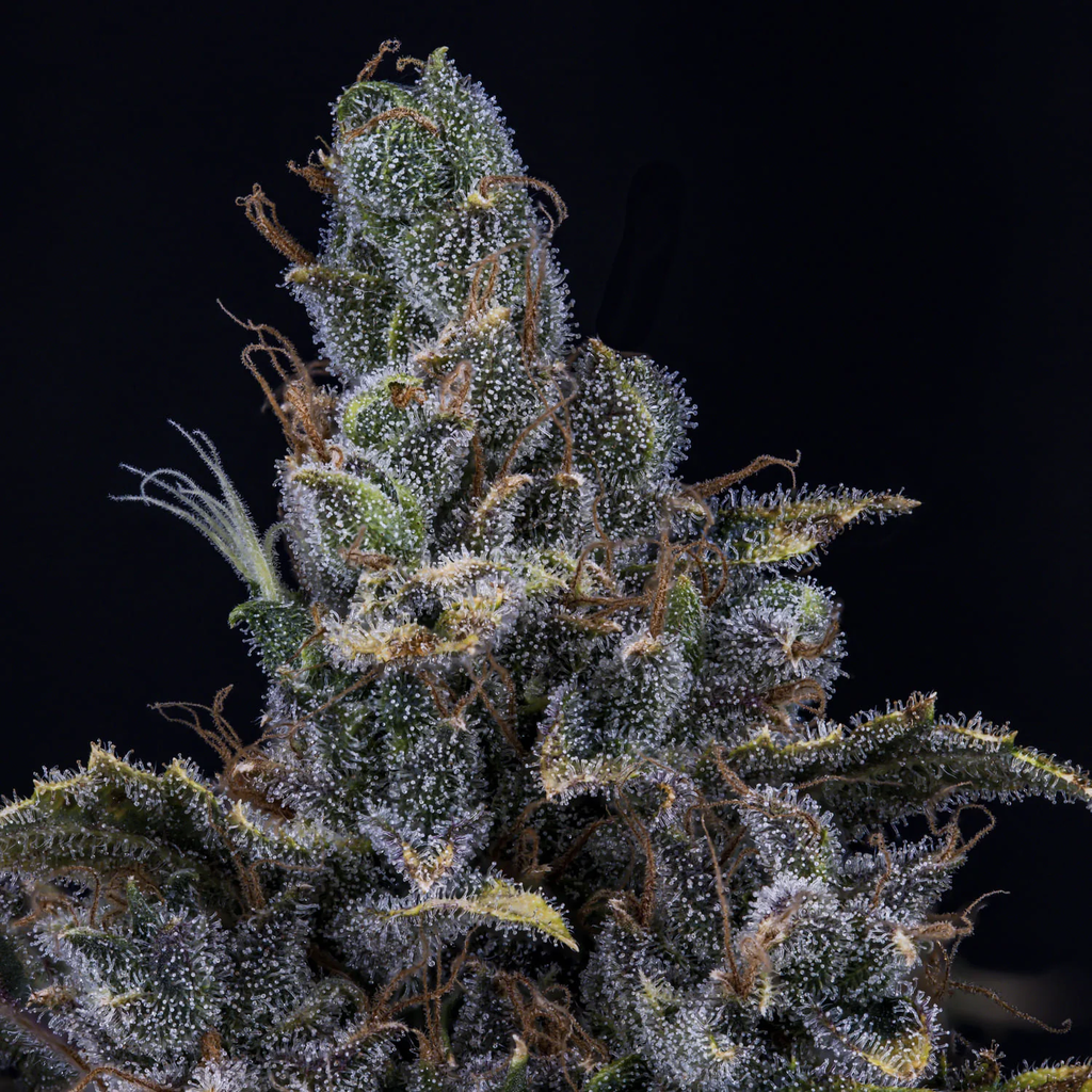 MEPHISTO GENETICS autofiorente Artisanals 3 BEARS OG 3 semi + 2 semi free