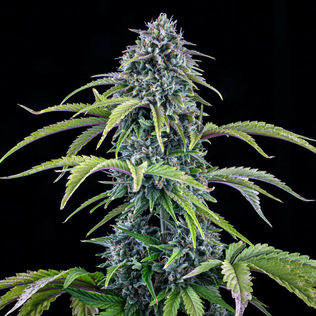 MEPHISTO GENETICS autofiorente Originals 24 CARAT 3 semi + 2 semi free