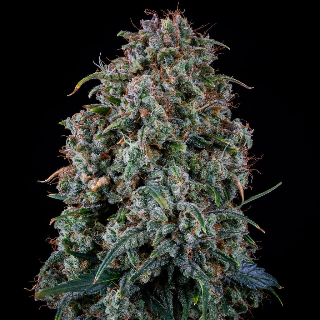 MEPHISTO GENETICS autofiorente Reserva ALIEN x TRIANGLE 3 semi + 2 semi free