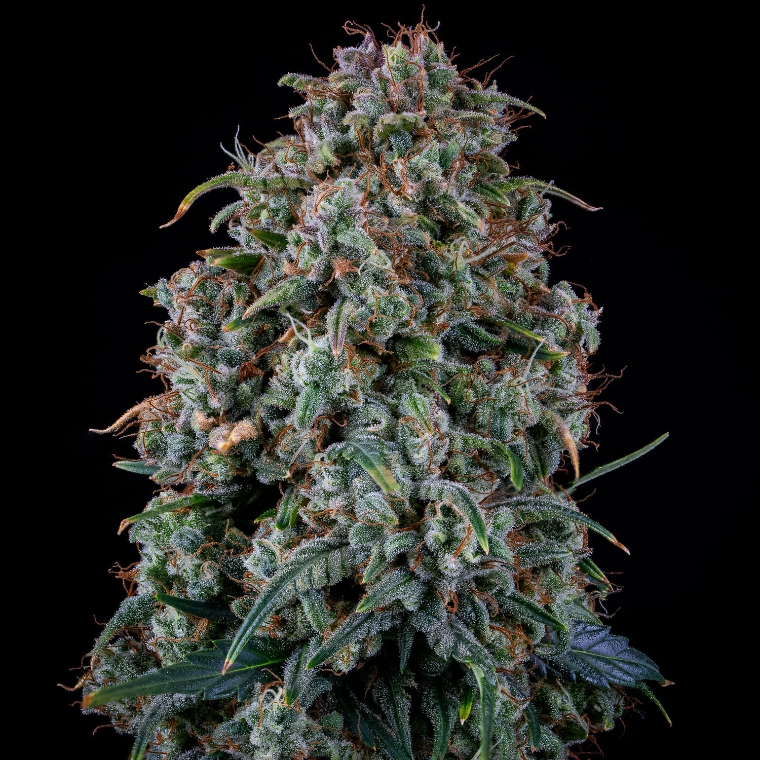 MEPHISTO GENETICS autofiorente Reserva ALIEN x TRIANGLE 3 semi + 2 semi free