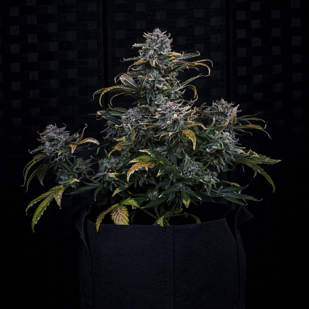 MEPHISTO GENETICS autofiorente Artisanals 4 ASSED MONKEY 3 semi + 2 semi free