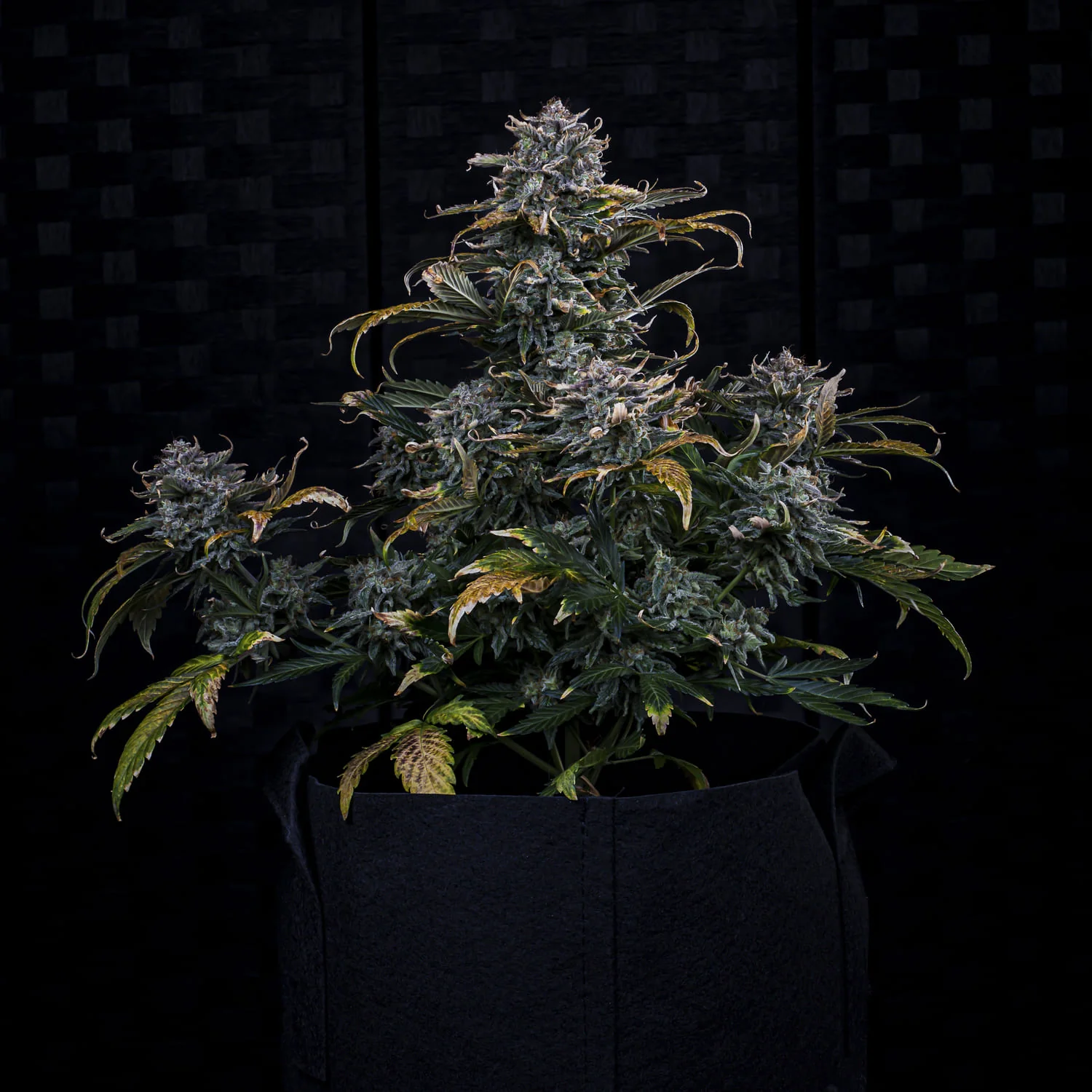 MEPHISTO GENETICS autofiorente Artisanals 4 ASSED MONKEY 3 semi + 2 semi free