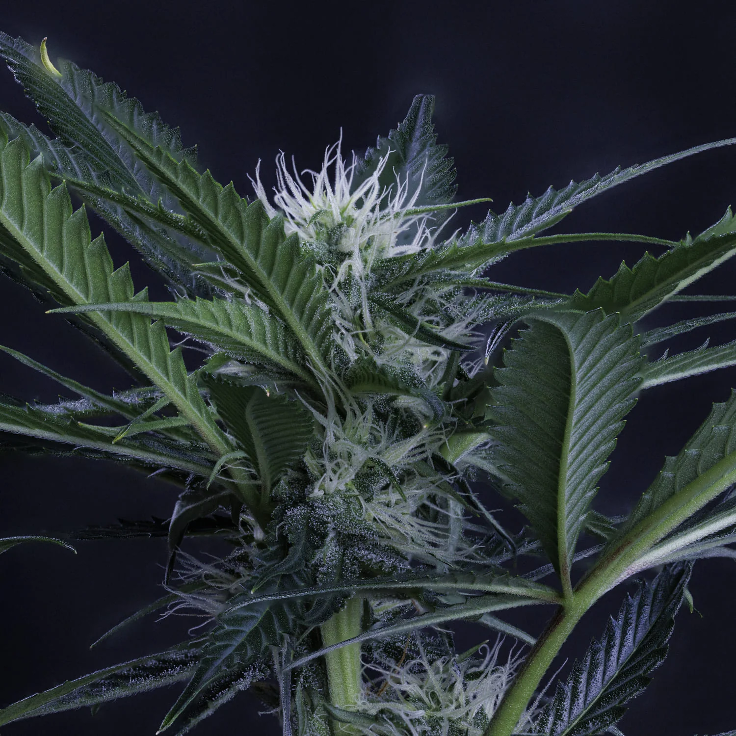 MEPHISTO GENETICS autofiorente Artisanals 3 BEARS OG 3 semi + 2 semi free