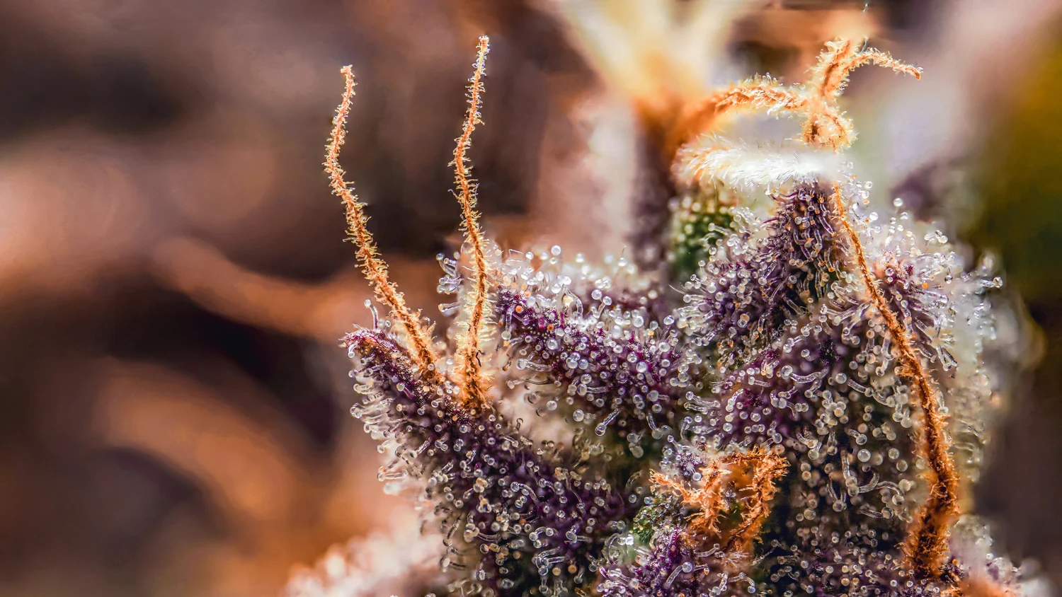 MEPHISTO GENETICS autofiorente CBD 1:1  Medicinal CANNA-CHEESE 3 semi + 2 semi free