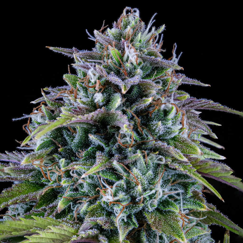 MEPHISTO GENETICS autofiorente Originals 24 CARAT 3 semi + 2 semi free
