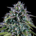 MEPHISTO GENETICS autofiorente Originals 24 CARAT 3 semi + 2 semi free