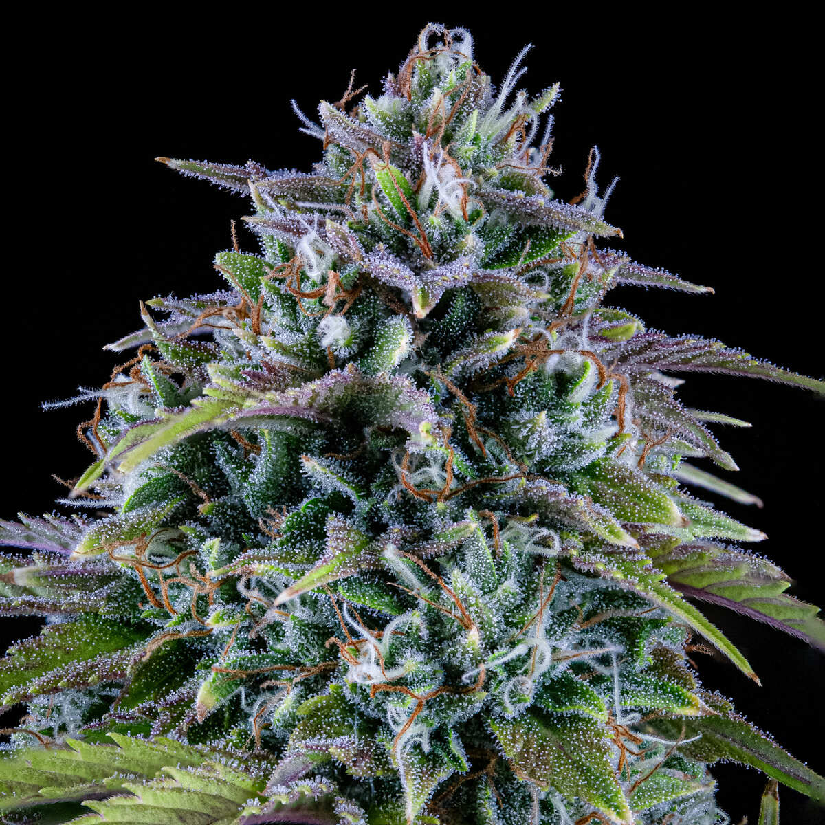 MEPHISTO GENETICS autofiorente Originals 24 CARAT 3 semi + 2 semi free
