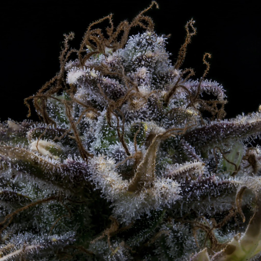 MEPHISTO GENETICS autofiorente Artisanals 4 ASSED MONKEY 3 semi + 2 semi free