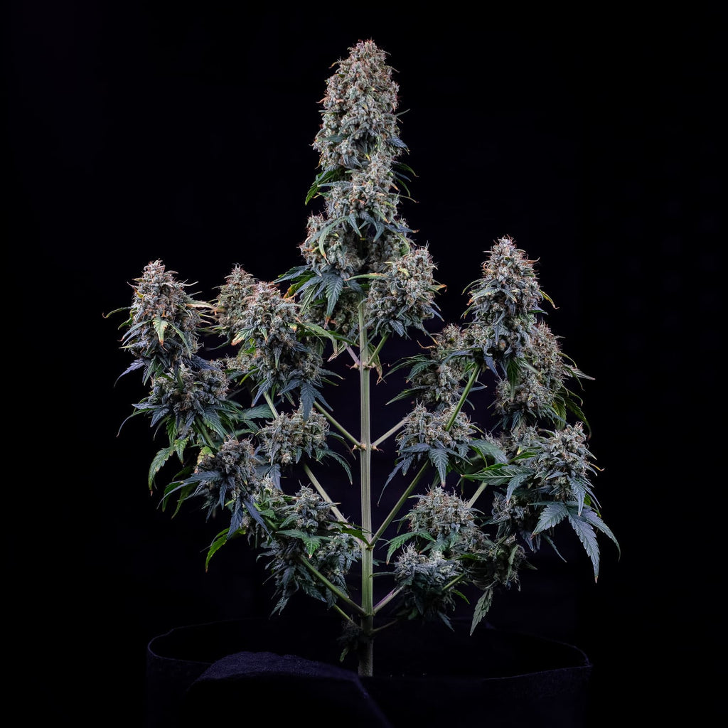 MEPHISTO GENETICS autofiorente Reserva ALIEN x TRIANGLE 3 semi + 2 semi free