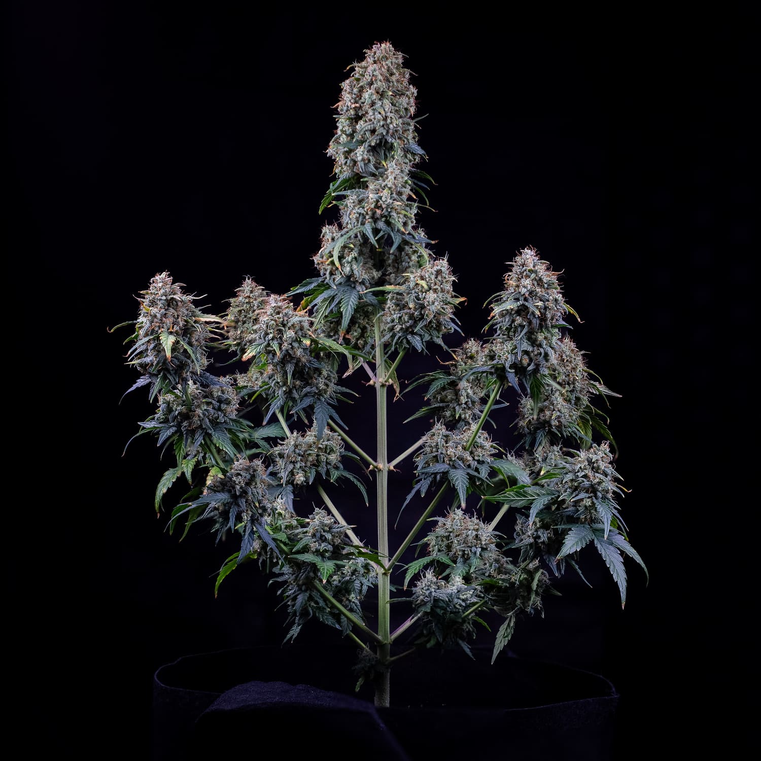 MEPHISTO GENETICS autofiorente Reserva ALIEN x TRIANGLE 3 semi + 2 semi free