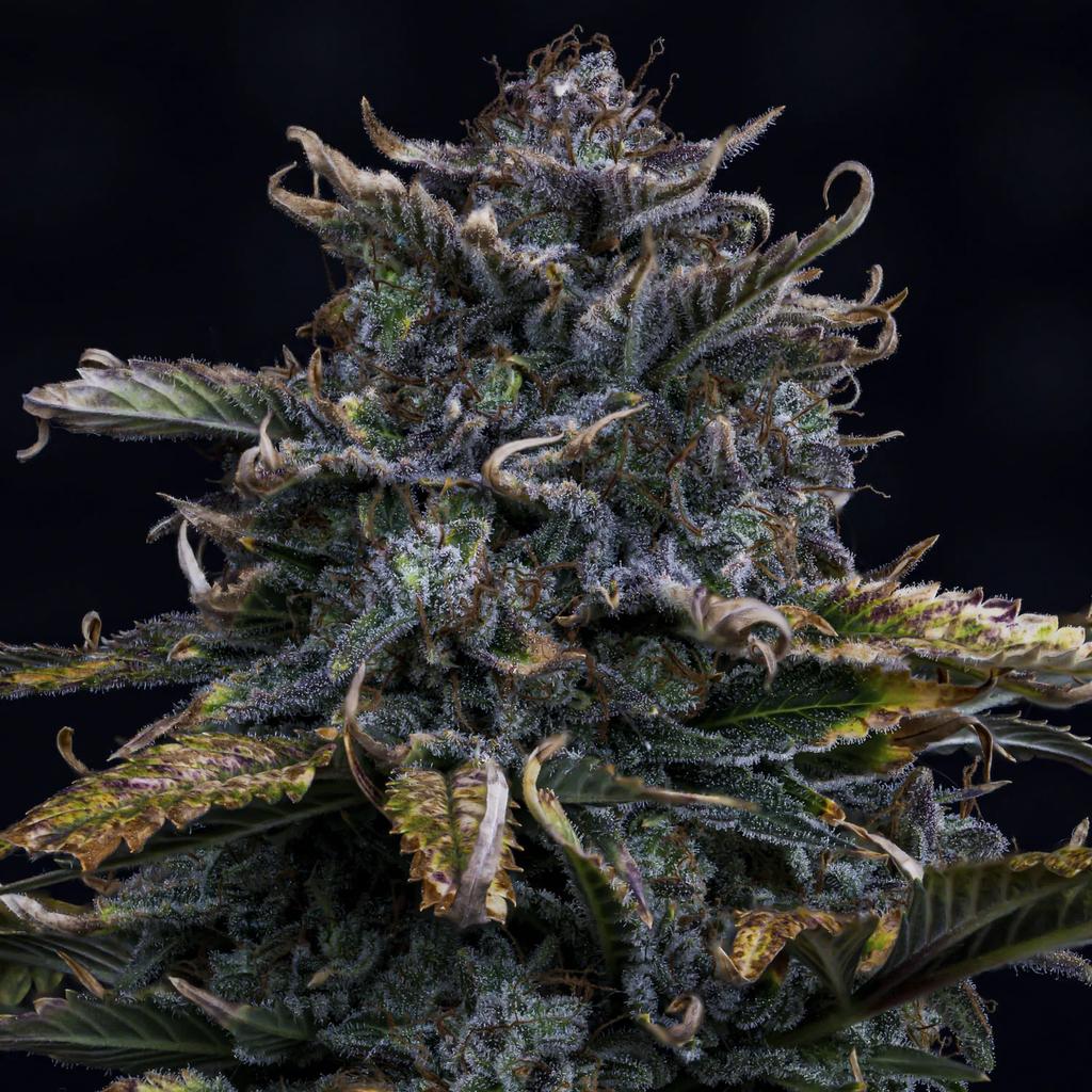 MEPHISTO GENETICS autofiorente Artisanals 4 ASSED MONKEY 3 semi + 2 semi free