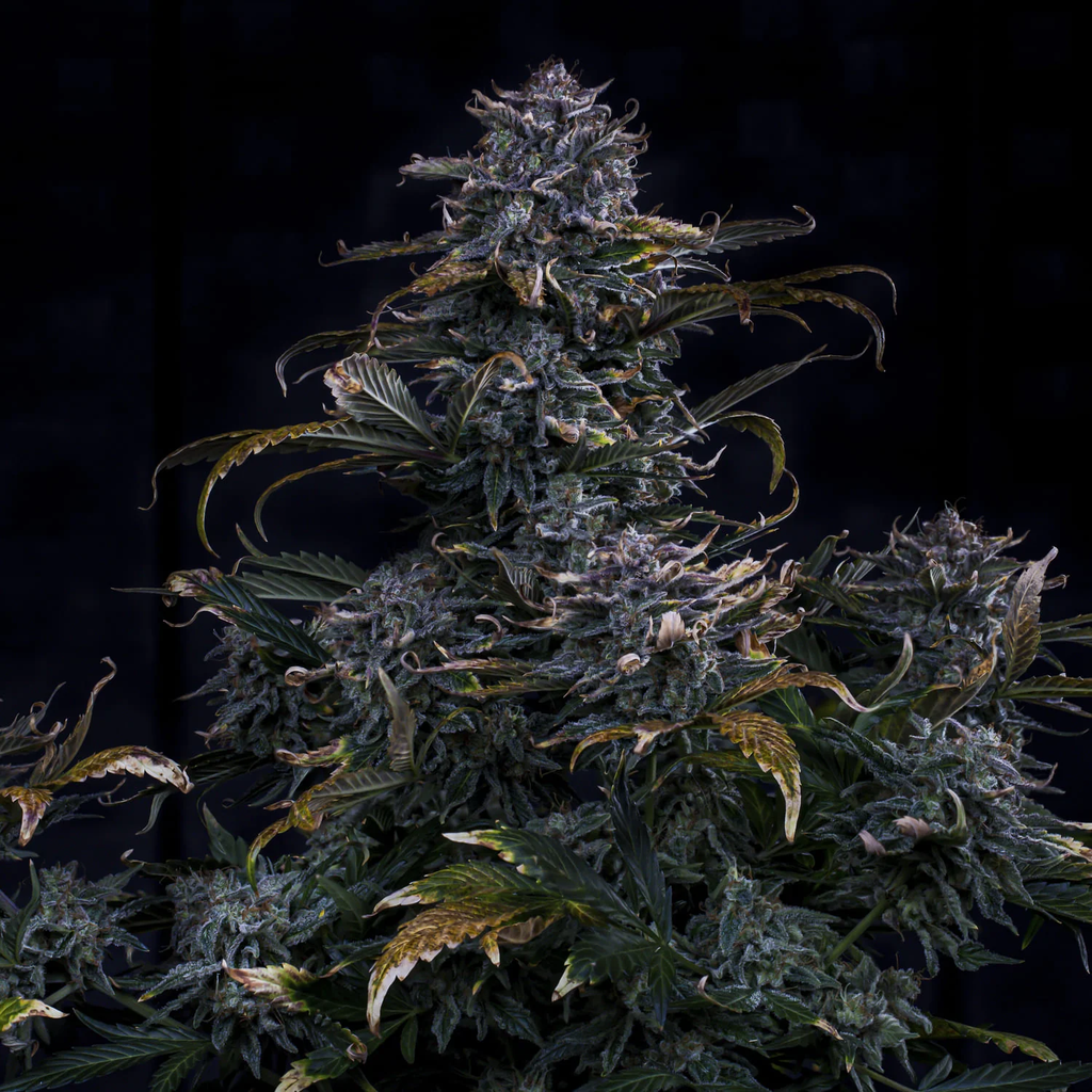 MEPHISTO GENETICS autofiorente Artisanals 4 ASSED MONKEY 3 semi + 2 semi free