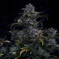 MEPHISTO GENETICS autofiorente Artisanals 4 ASSED MONKEY 3 semi + 2 semi free