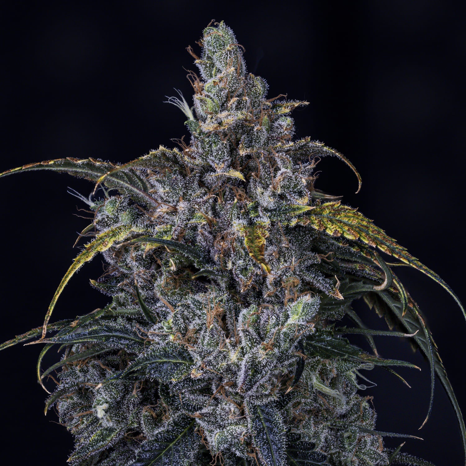 MEPHISTO GENETICS autofiorente Artisanals 3 BEARS OG 3 semi + 2 semi free
