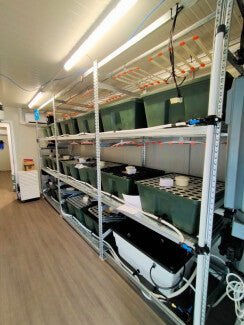 Sistema di coltivazione INDOORLINE- LABORATORIO PREFABBRICATO ALLESTIMENTO VERTICAL 1150 PIANTE - IDROPONICO - 3 LIVELLI  600X240X270h Cm