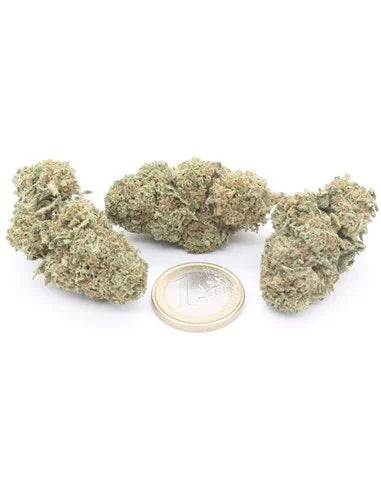 Northern Lights