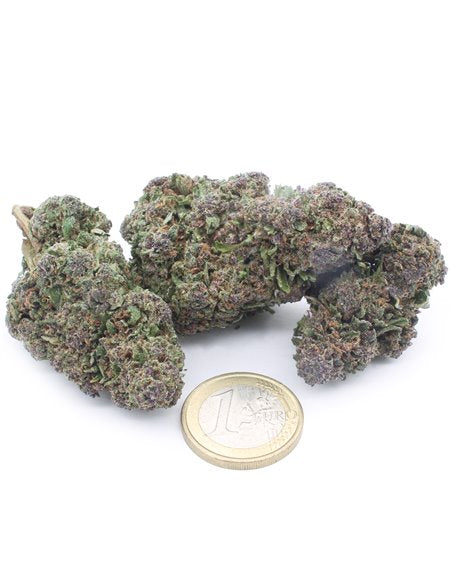 OG Kush CBD greenhouse