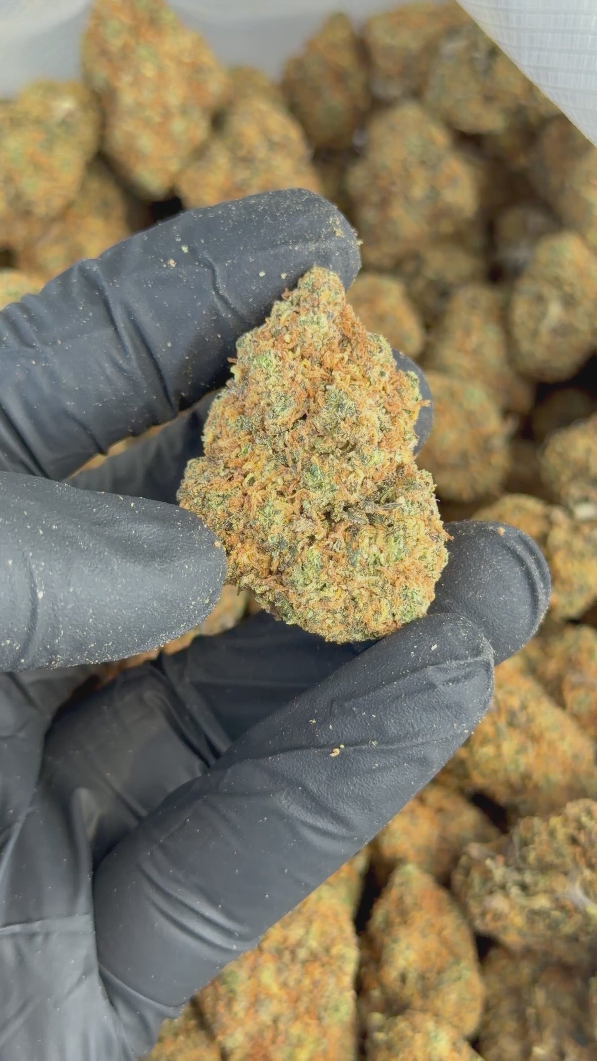 CALI RUNTZ CBD IDROPONICA INDOOR