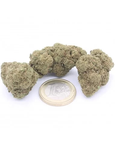 Super Silver Haze
