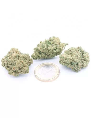 White Widow