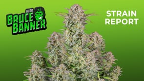 Ibridi Auto - BRUCE BANNER - 420 Fast Buds seeds