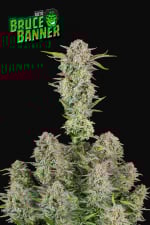 Ibridi Auto - BRUCE BANNER - 420 Fast Buds seeds