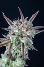 Ibridi Auto - STRAWBERRY BANANA - 420 Fast Buds seeds