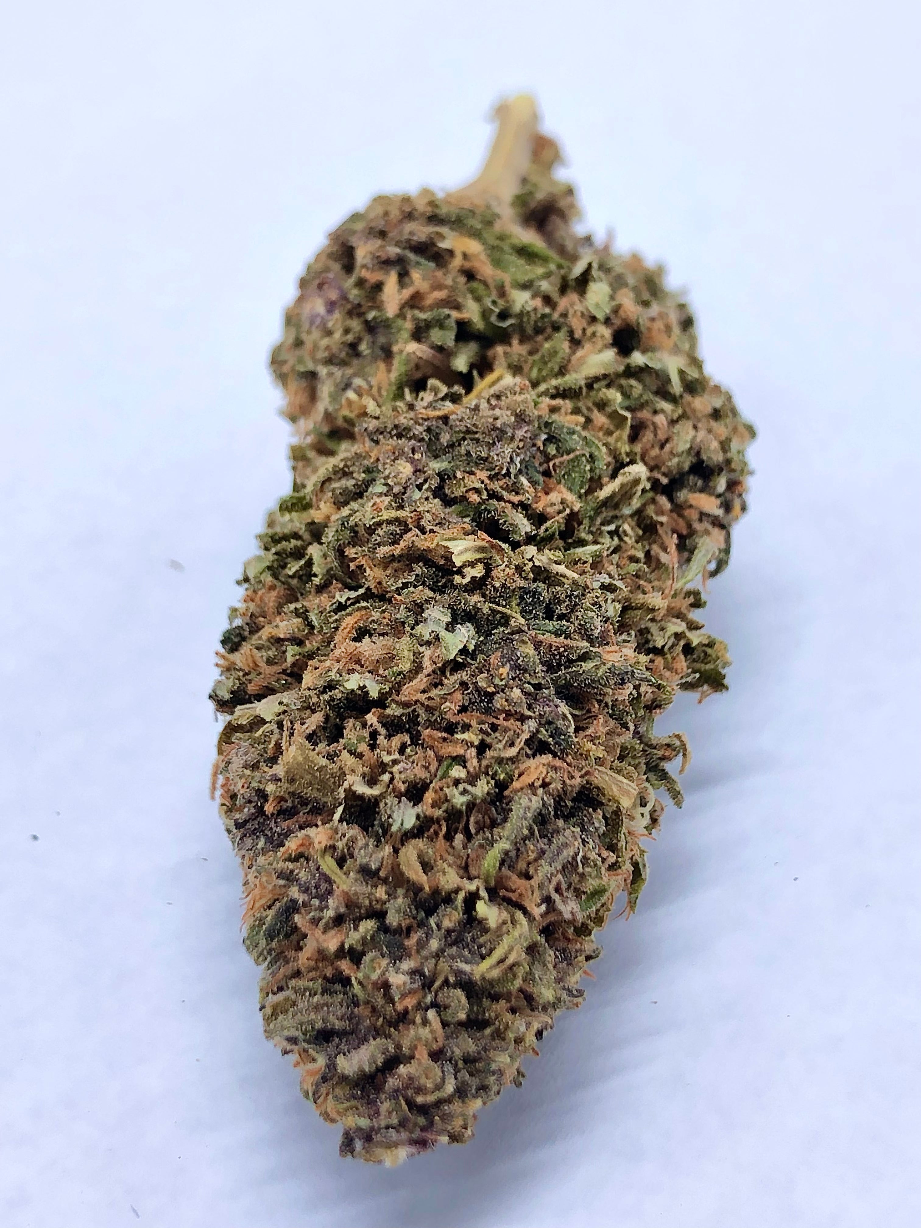 Gelato Kush greenhouse