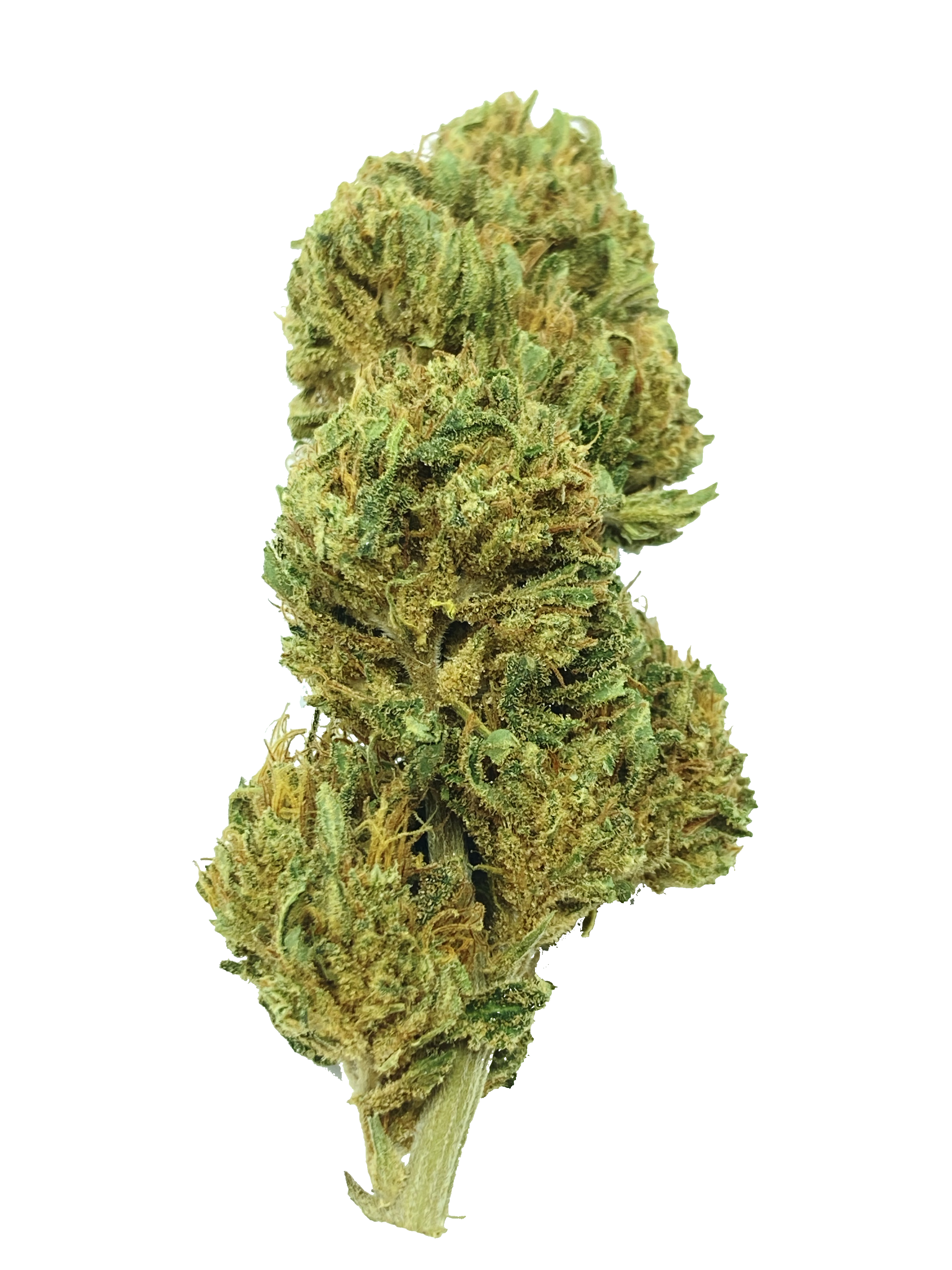 Cheese glasshouse MINI BUDS