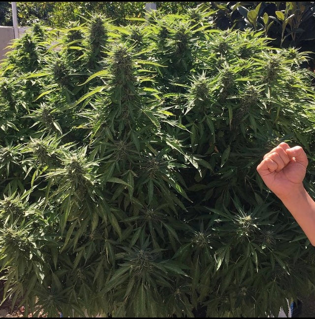 Indica male/female - TRUFFLE OG - Tricoma Gold Genetics