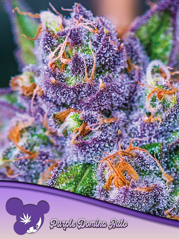 Indica Femm auto PURPLE DOMINA Anesia Seeds
