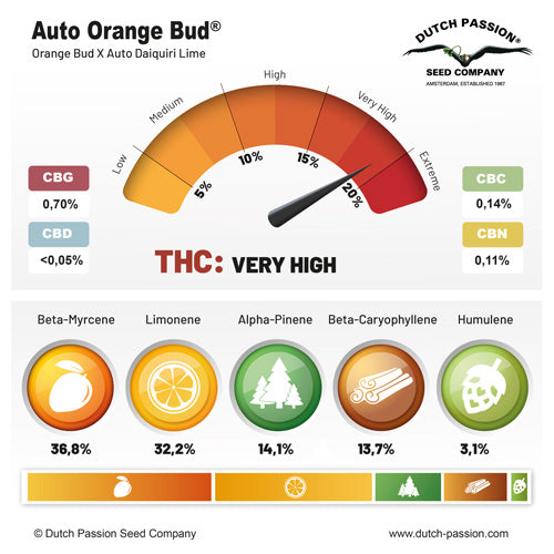 Sativa Femm auto ORANGE BUD Dutch Passion