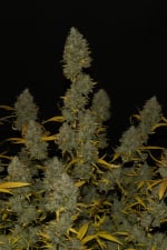 Ibridi Auto - GELATO - 420 Fast Buds seeds