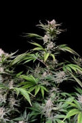 Ibridi Auto - CHERRY COLA - 420 Fast Buds seeds