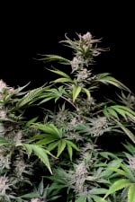 Ibridi Auto - CHERRY COLA - 420 Fast Buds seeds