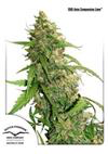 CBD Sativa Femm - COMPASSION LIME - Dutch Passion
