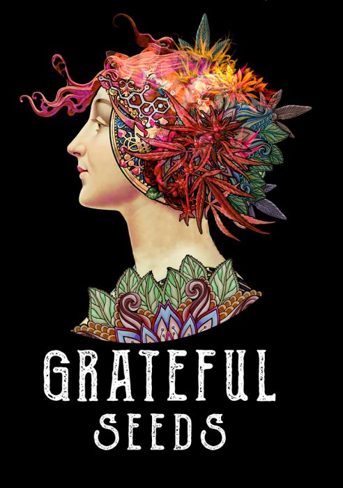Indica femm - MELA VERDE original edition - The Grateful Seeds